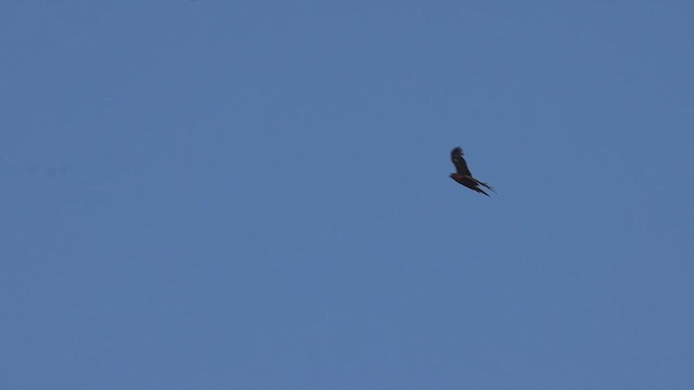 Swamp Harrier - ML631333663