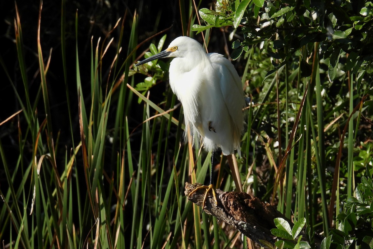 Snowy Egret - ML631333672