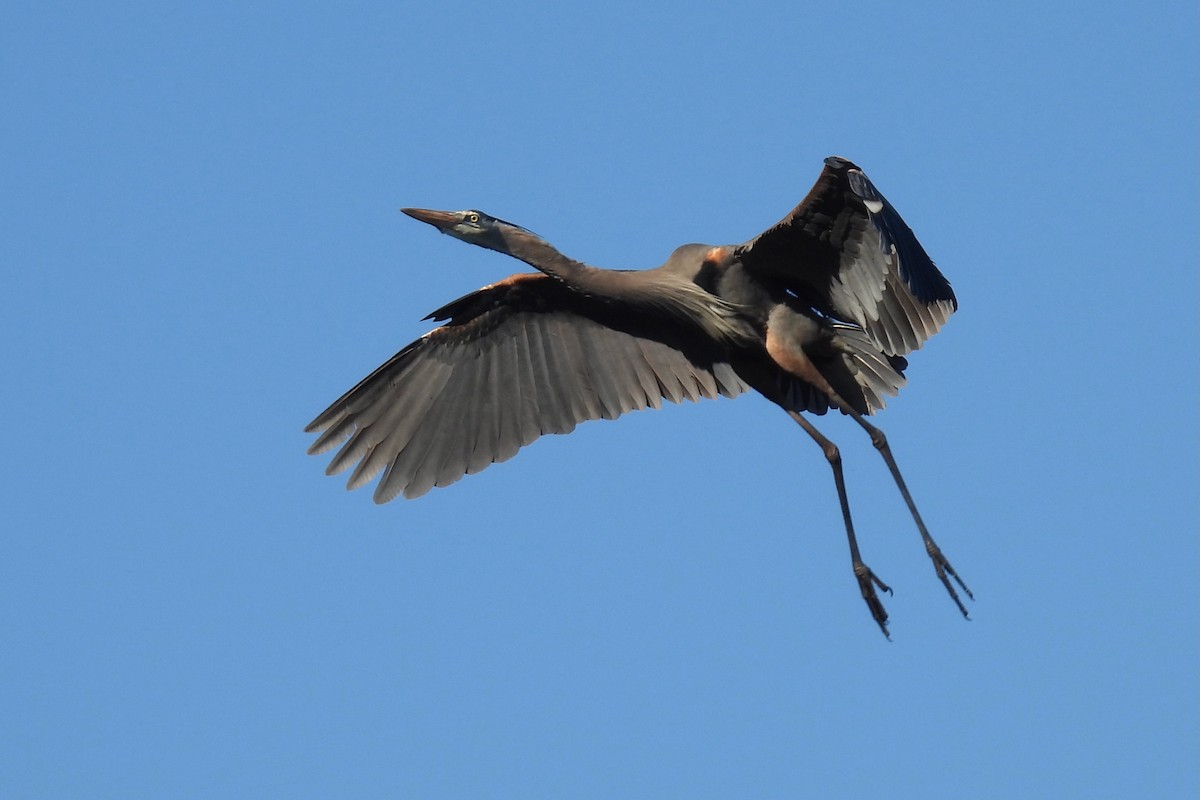 Great Blue Heron - ML631333683
