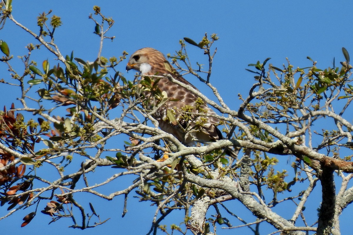 Red-shouldered Hawk - ML631333698