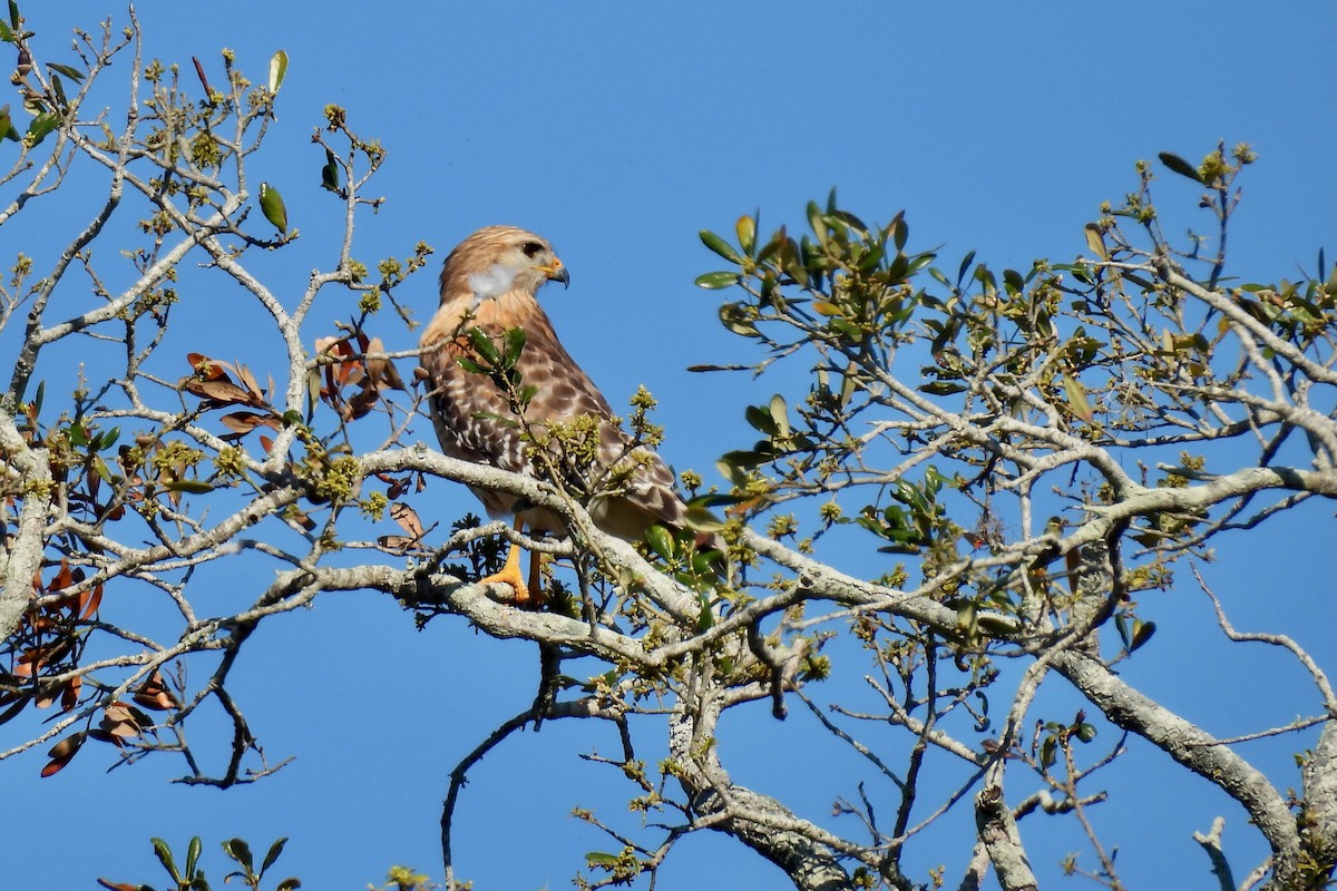 Red-shouldered Hawk - ML631333699