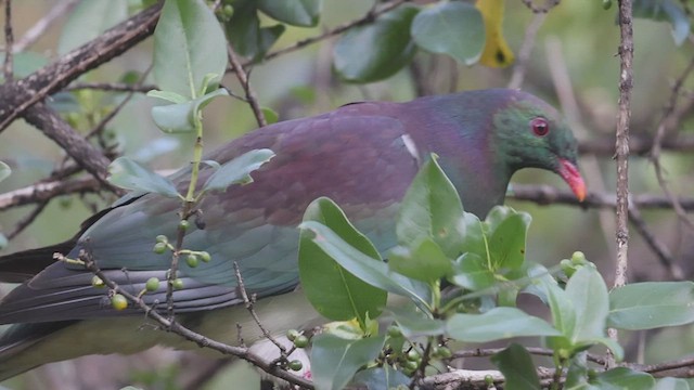 New Zealand Pigeon - ML631333727