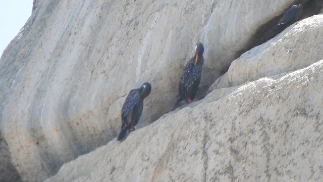 Red-legged Cormorant - ML631333747