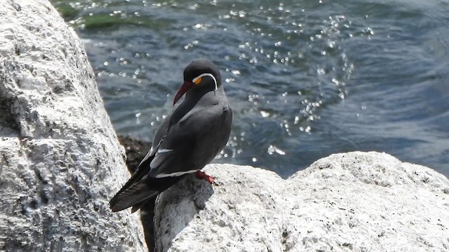 Inca Tern - ML631333793