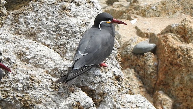 Inca Tern - ML631333796