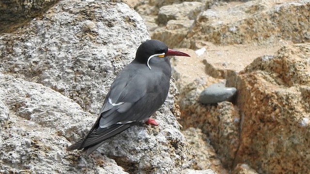 Inca Tern - ML631333799