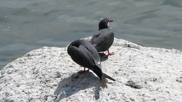 Inca Tern - ML631333801