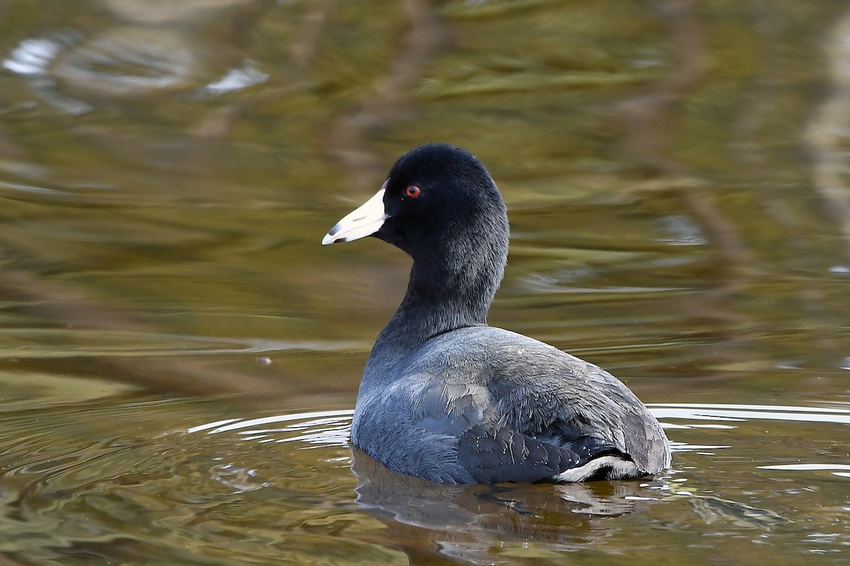 American Coot - ML631333821