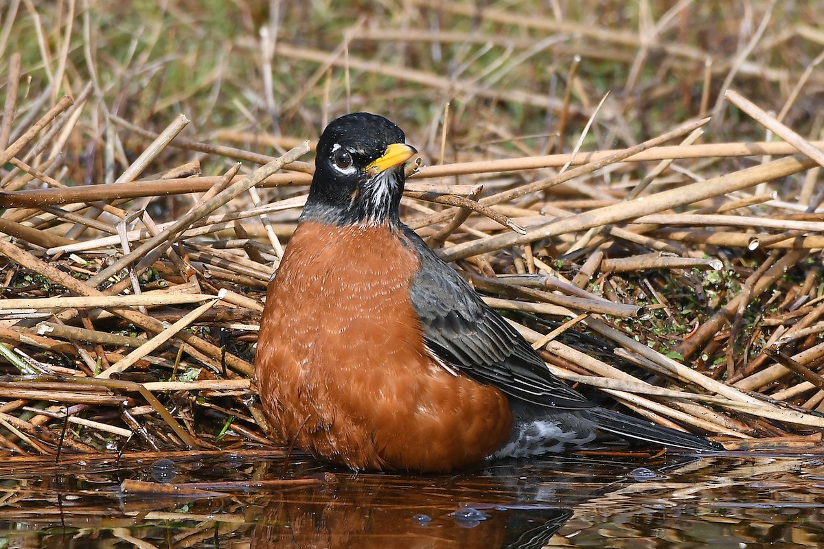 American Robin - ML631333827