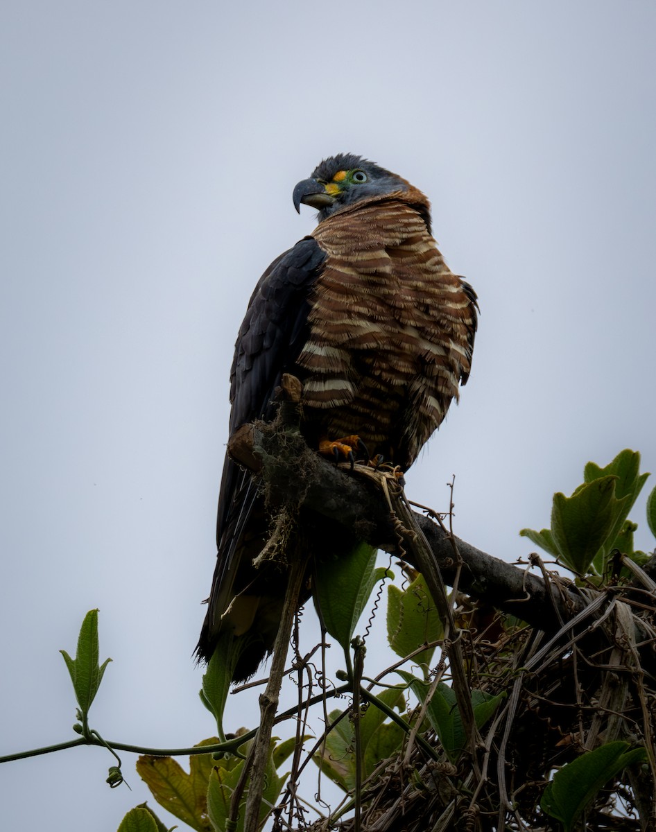 Hook-billed Kite (Hook-billed) - ML631333951