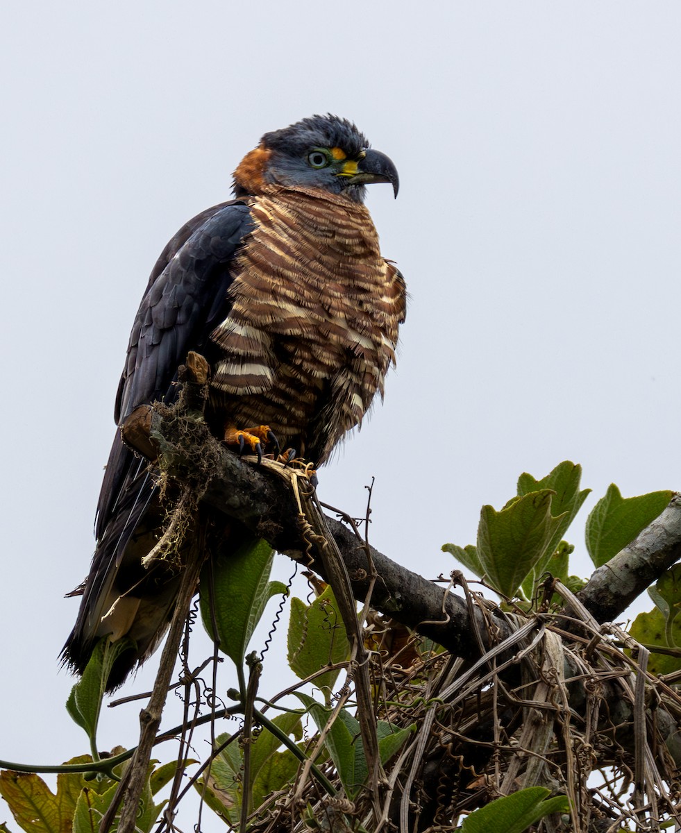 Hook-billed Kite (Hook-billed) - ML631333955