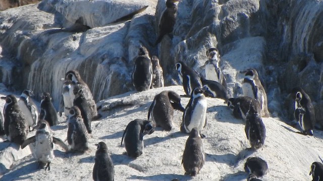 Humboldt Penguin - ML631333990
