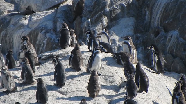 Humboldt Penguin - ML631333991