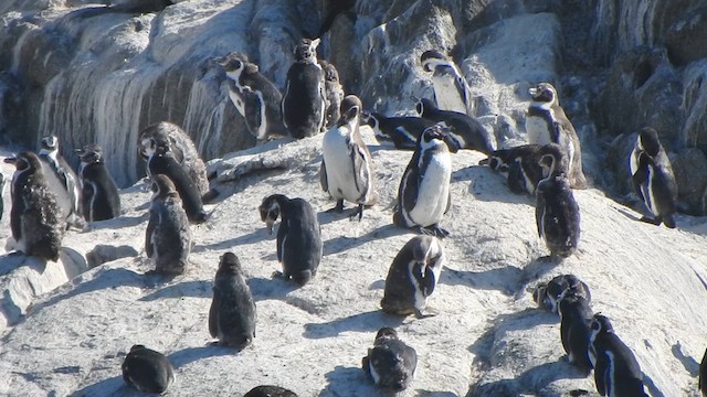 Humboldt Penguin - ML631333999