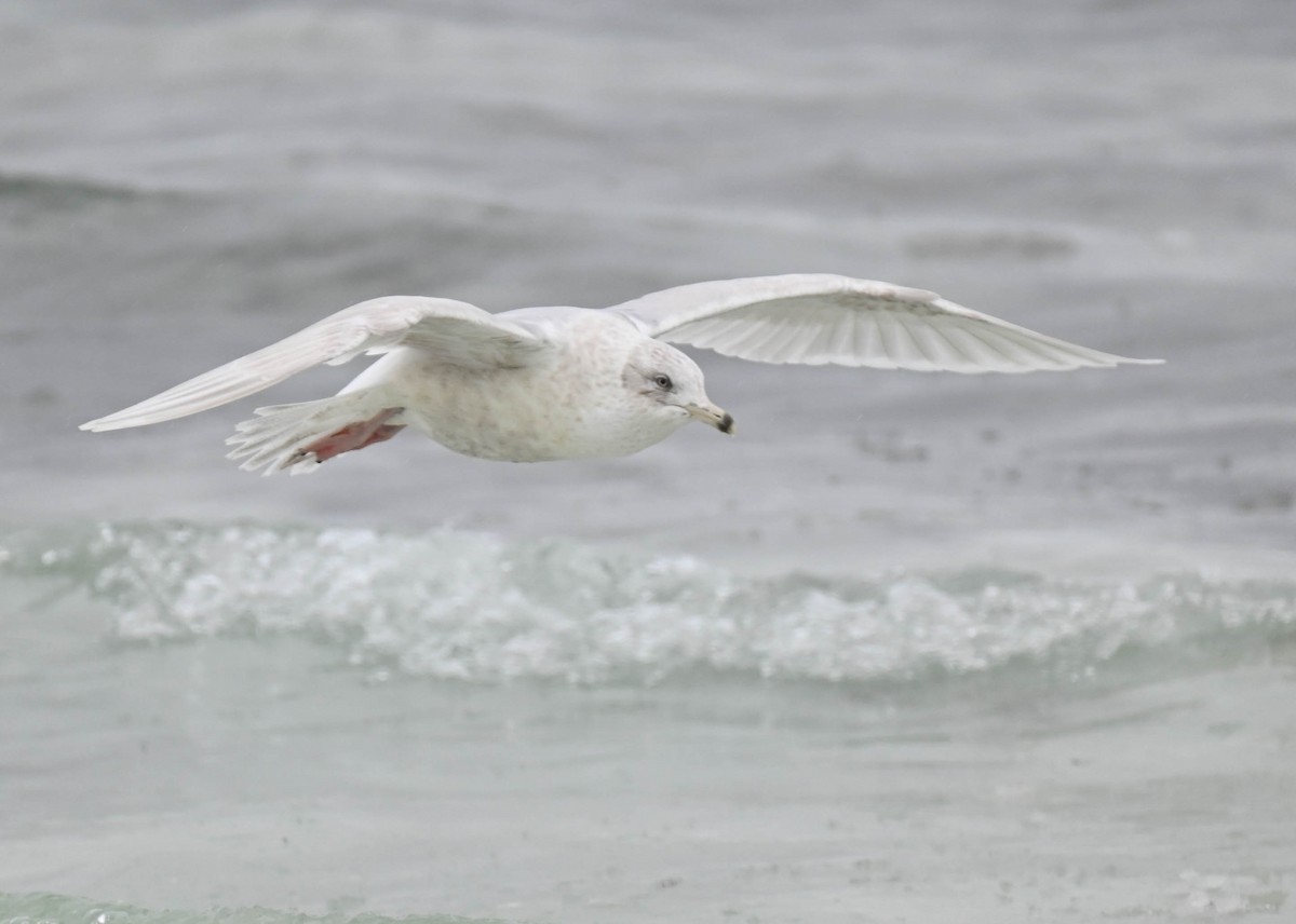 Iceland Gull - ML631334003