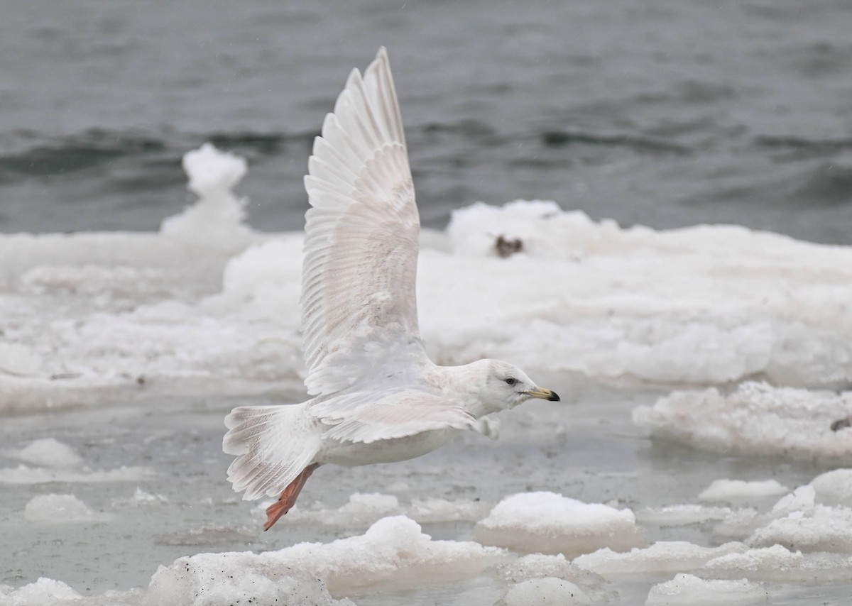 Iceland Gull - ML631334005