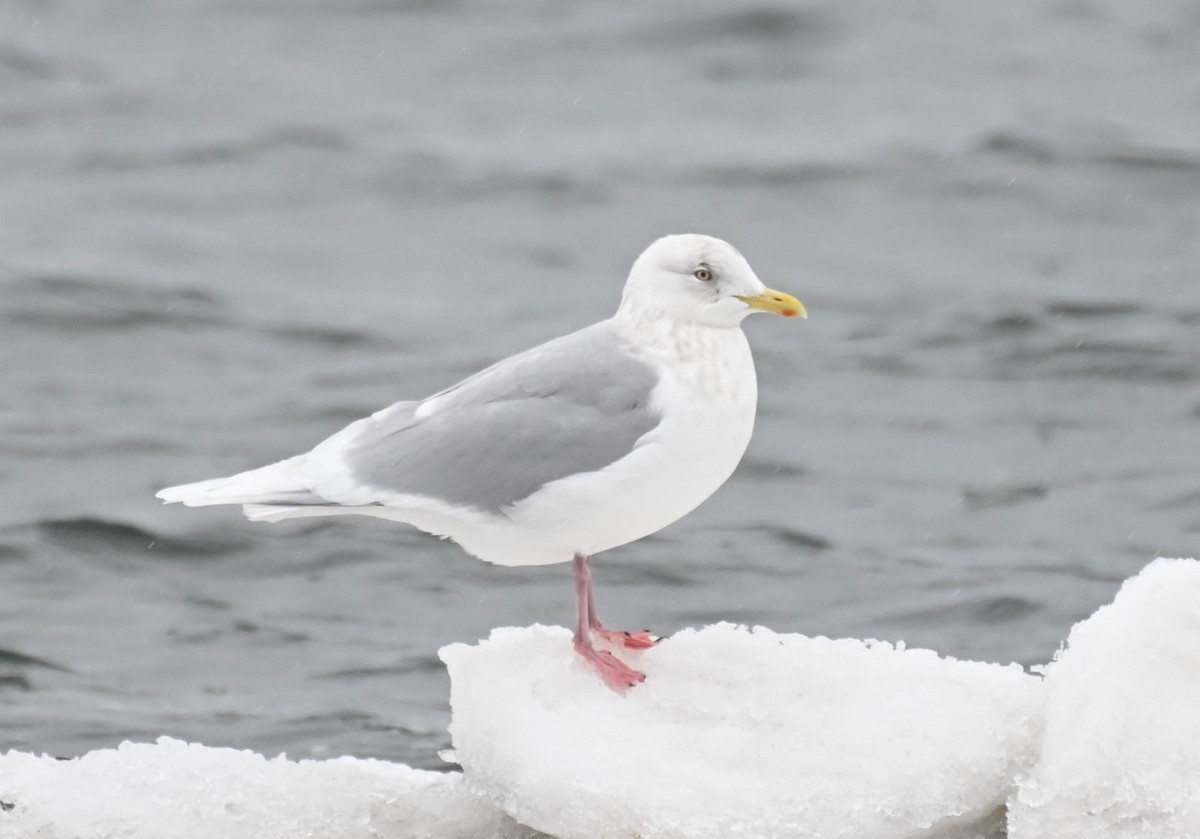 Iceland Gull - ML631334006