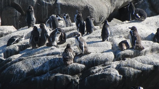 Humboldt Penguin - ML631334008
