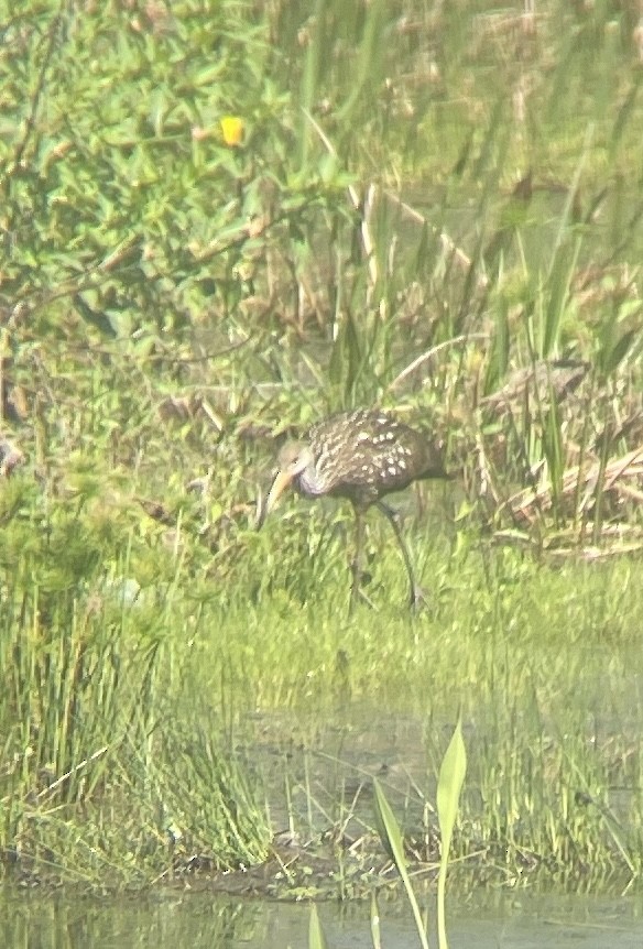 Limpkin (Speckled) - ML631334060