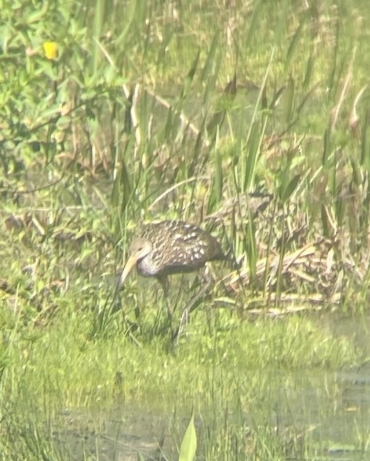 Limpkin (Speckled) - ML631334061
