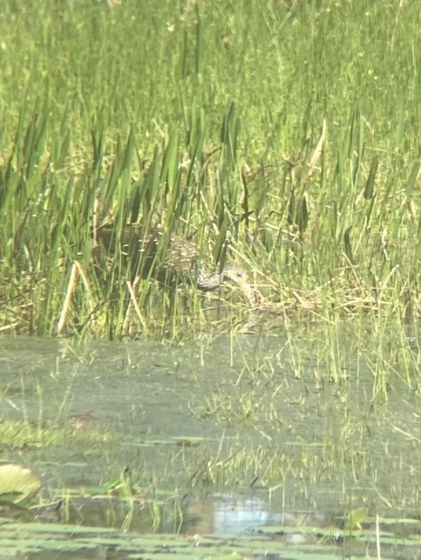 Limpkin (Speckled) - ML631334062
