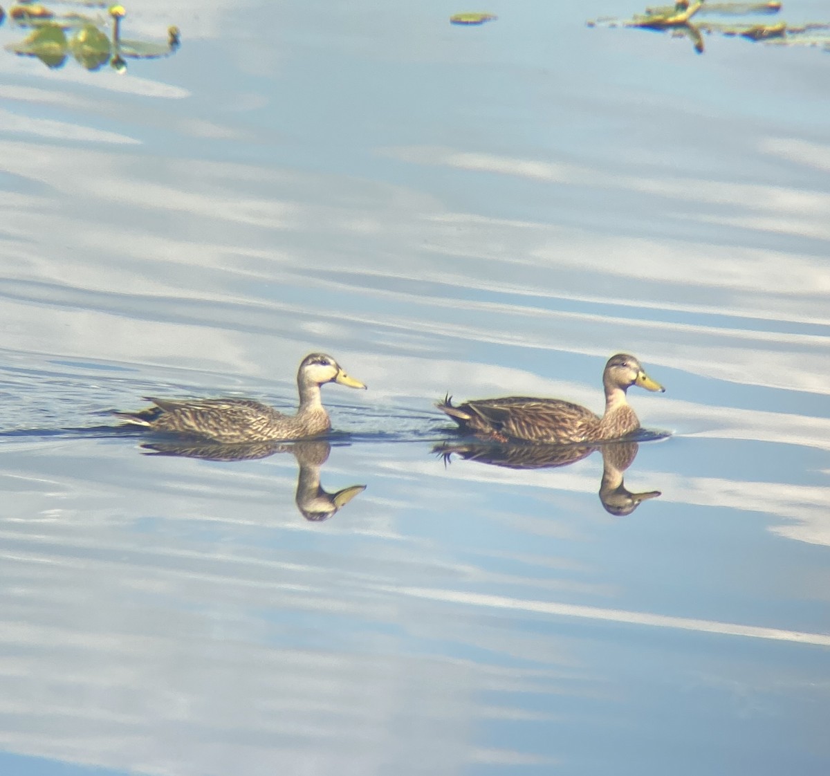 Mottled Duck - ML631334077