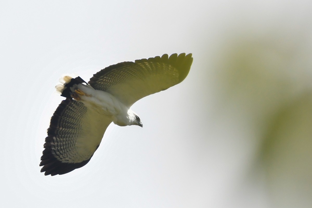 White Hawk - ML631334085