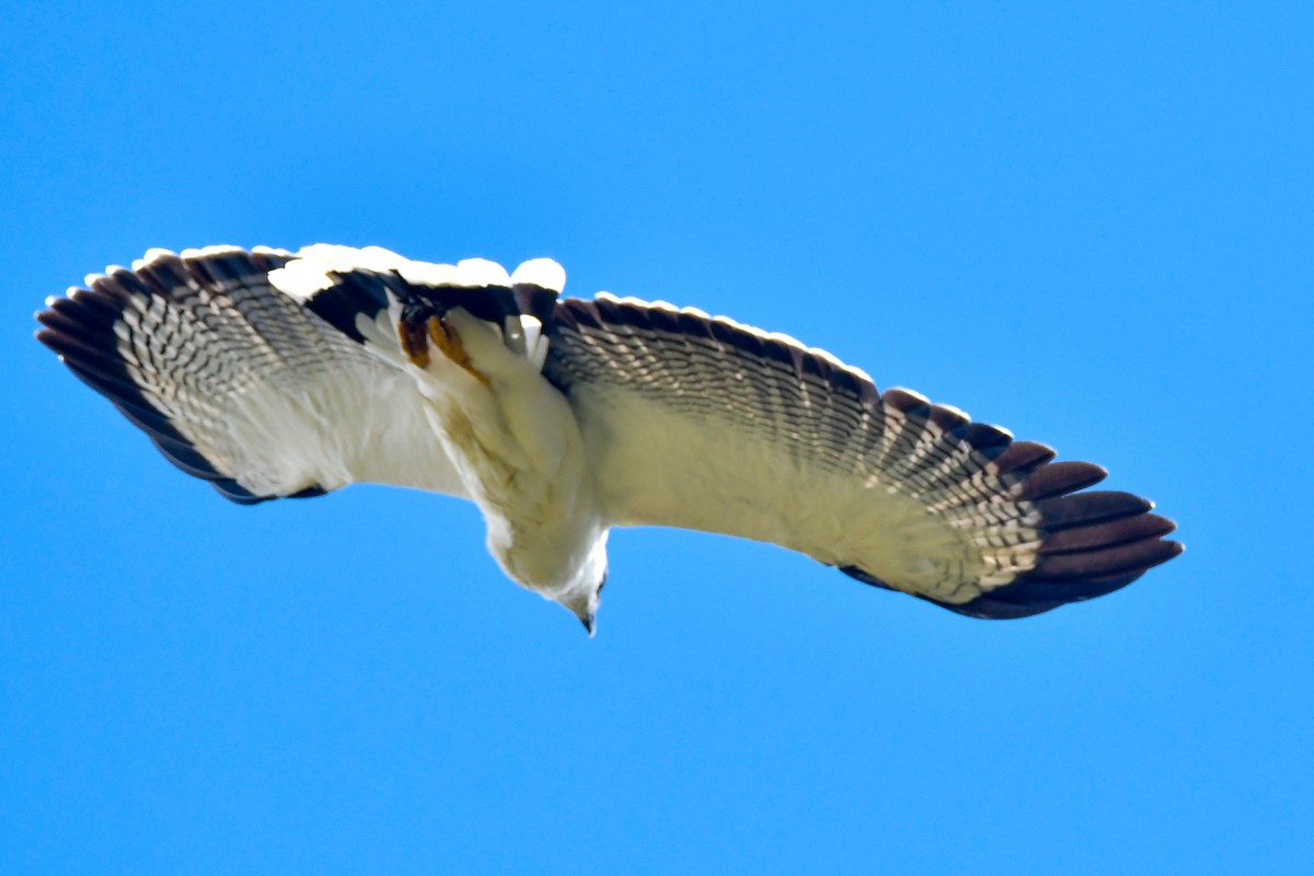 White Hawk - ML631334086