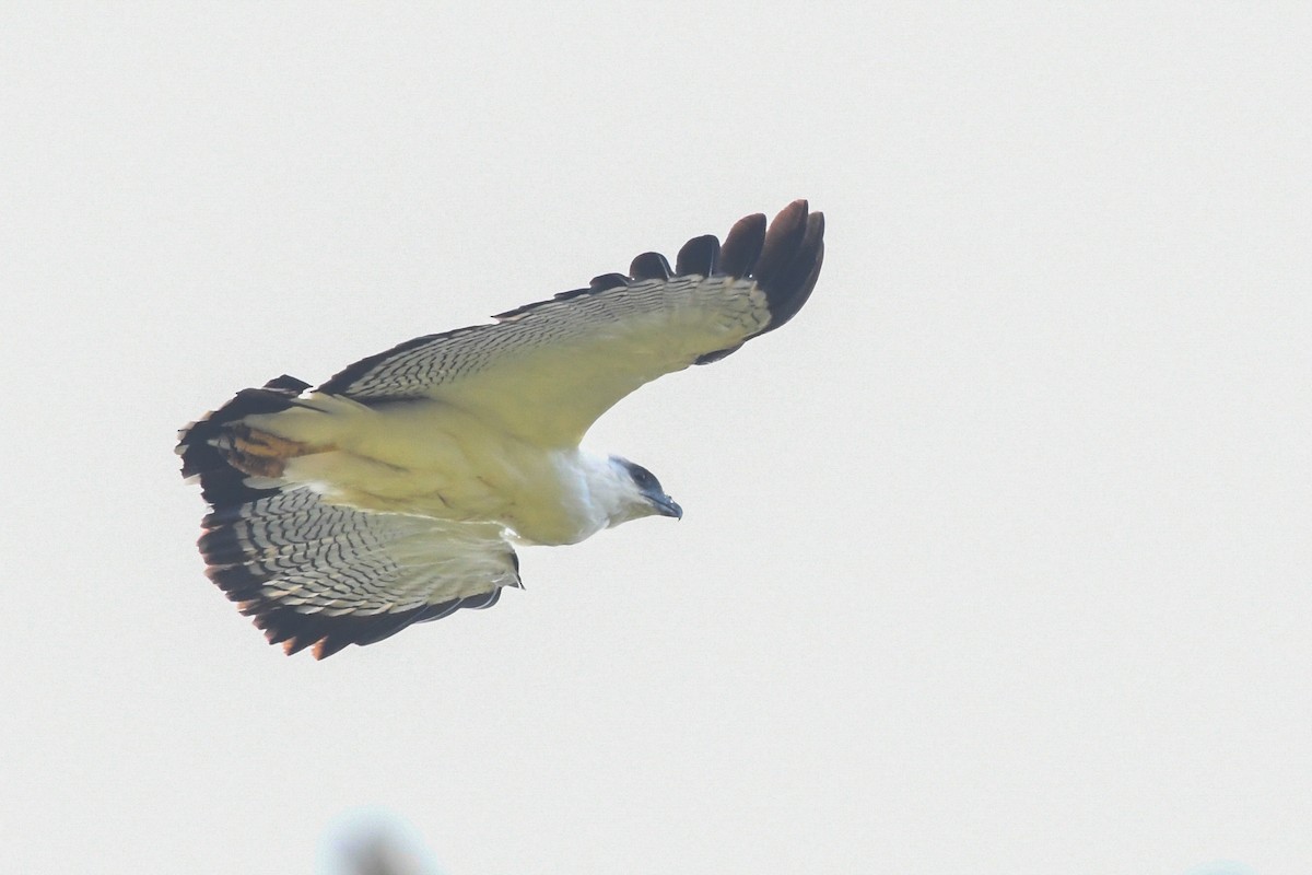 White Hawk - ML631334087