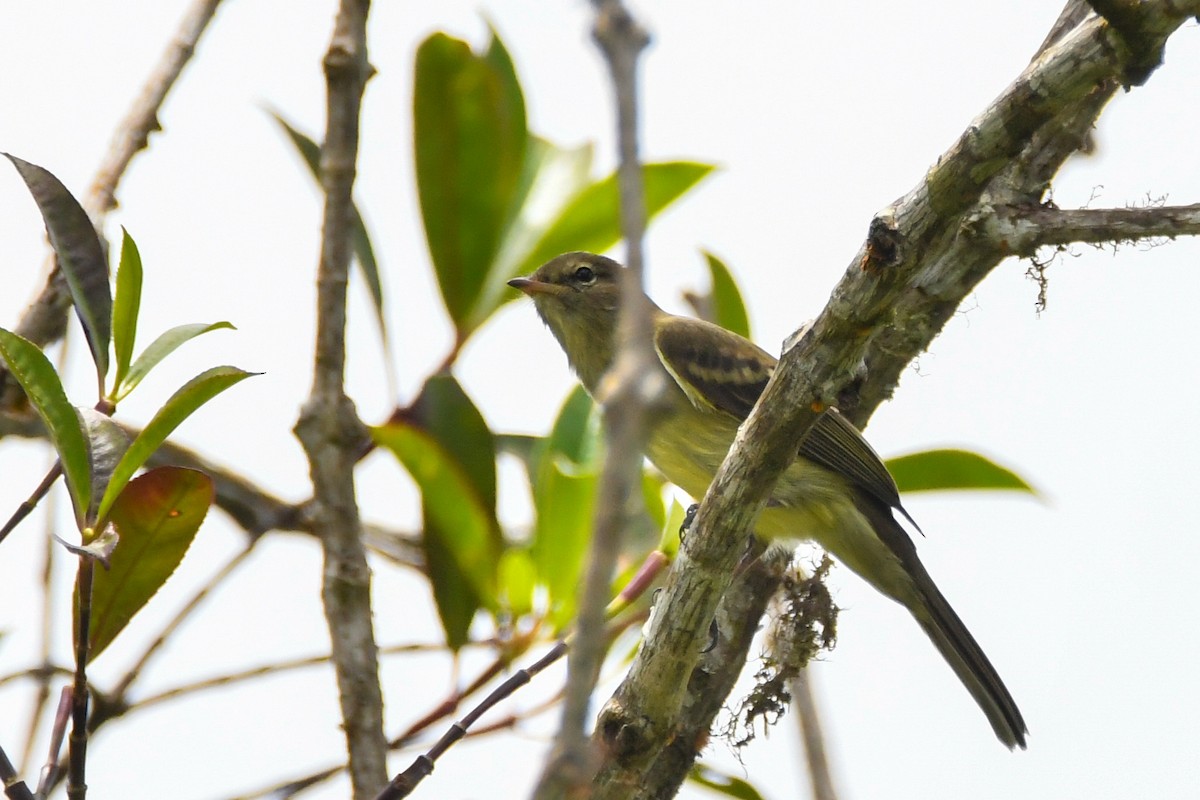 Highland Elaenia - ML631334096