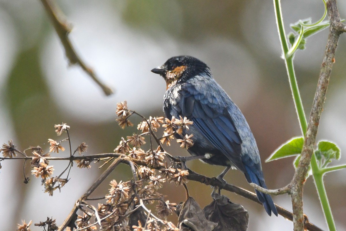 Silvery Tanager - ML631334114