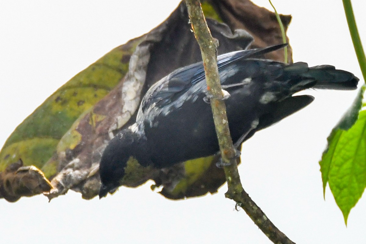 Silvery Tanager - ML631334115