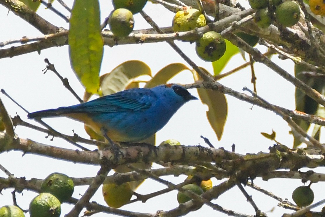 Golden-naped Tanager - ML631334124