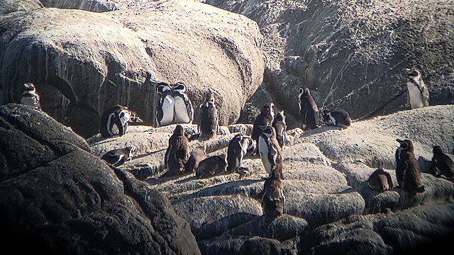 Humboldt Penguin - ML631334172