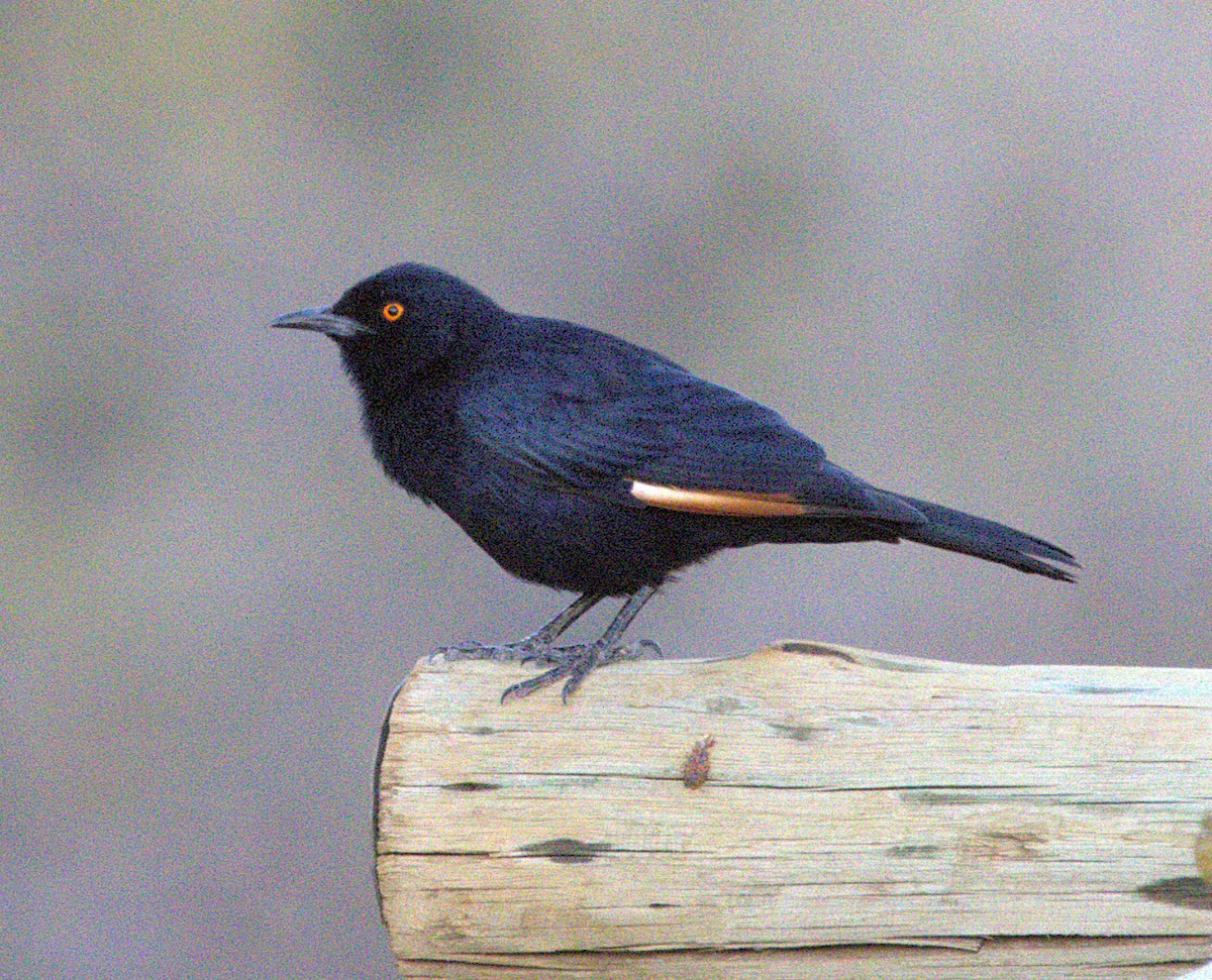 Pale-winged Starling - ML631334294