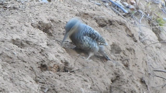 Chilean Flicker - ML631334306