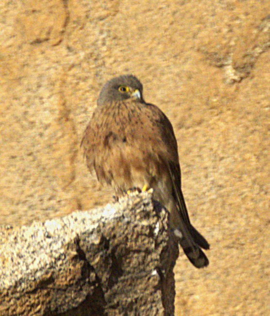Rock Kestrel - ML631334310