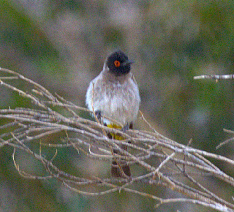 Black-fronted Bulbul - ML631334329