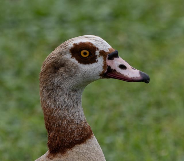 Egyptian Goose - ML631334336