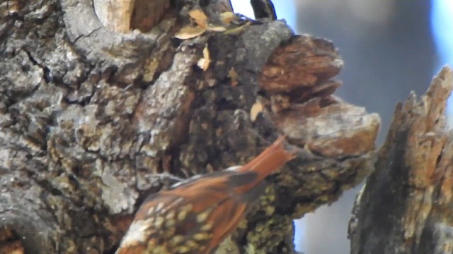 White-throated Treerunner - ML631334433