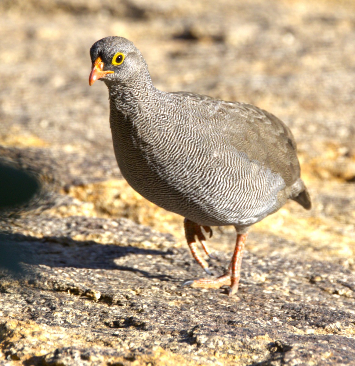 Red-billed Spurfowl - ML631334482