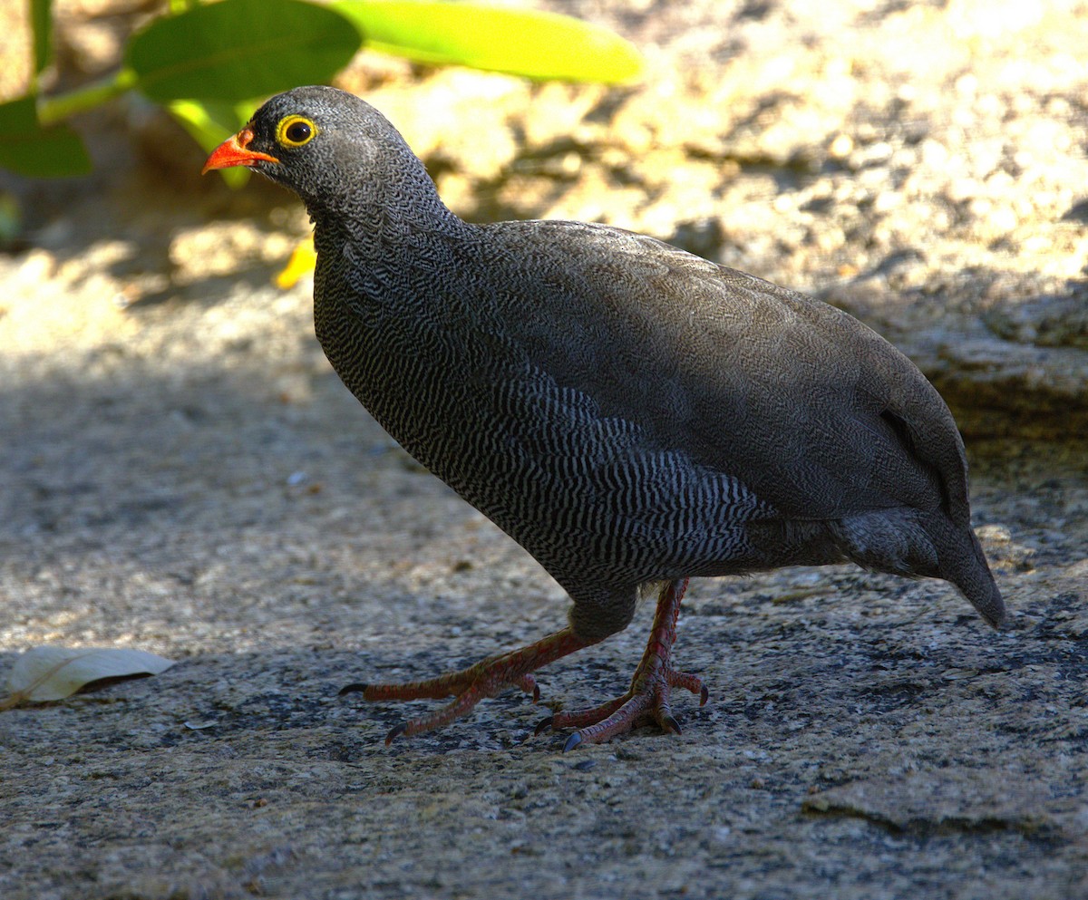 Red-billed Spurfowl - ML631334483