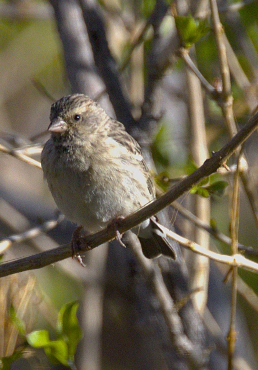 Black-throated Canary - ML631334535