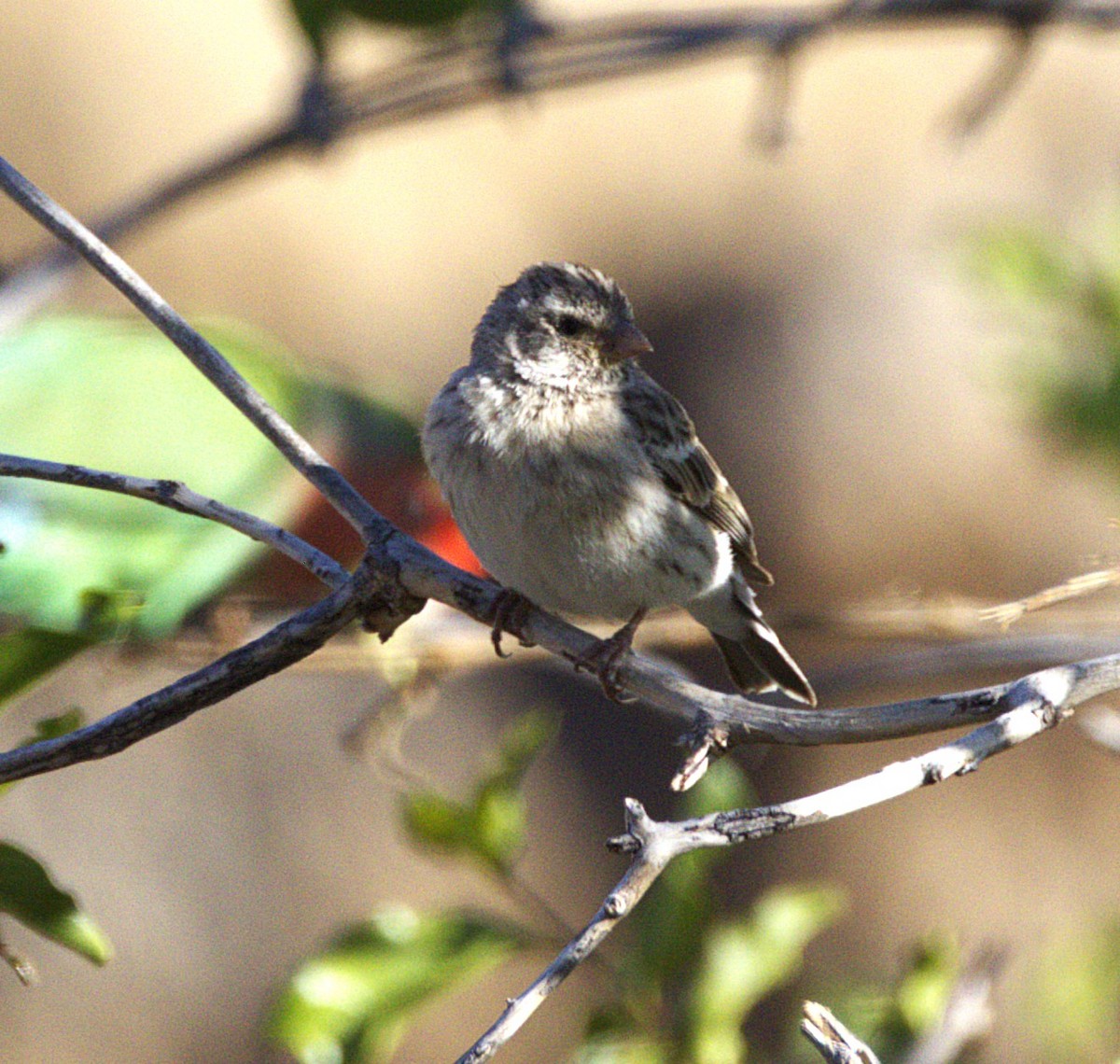 Black-throated Canary - ML631334536