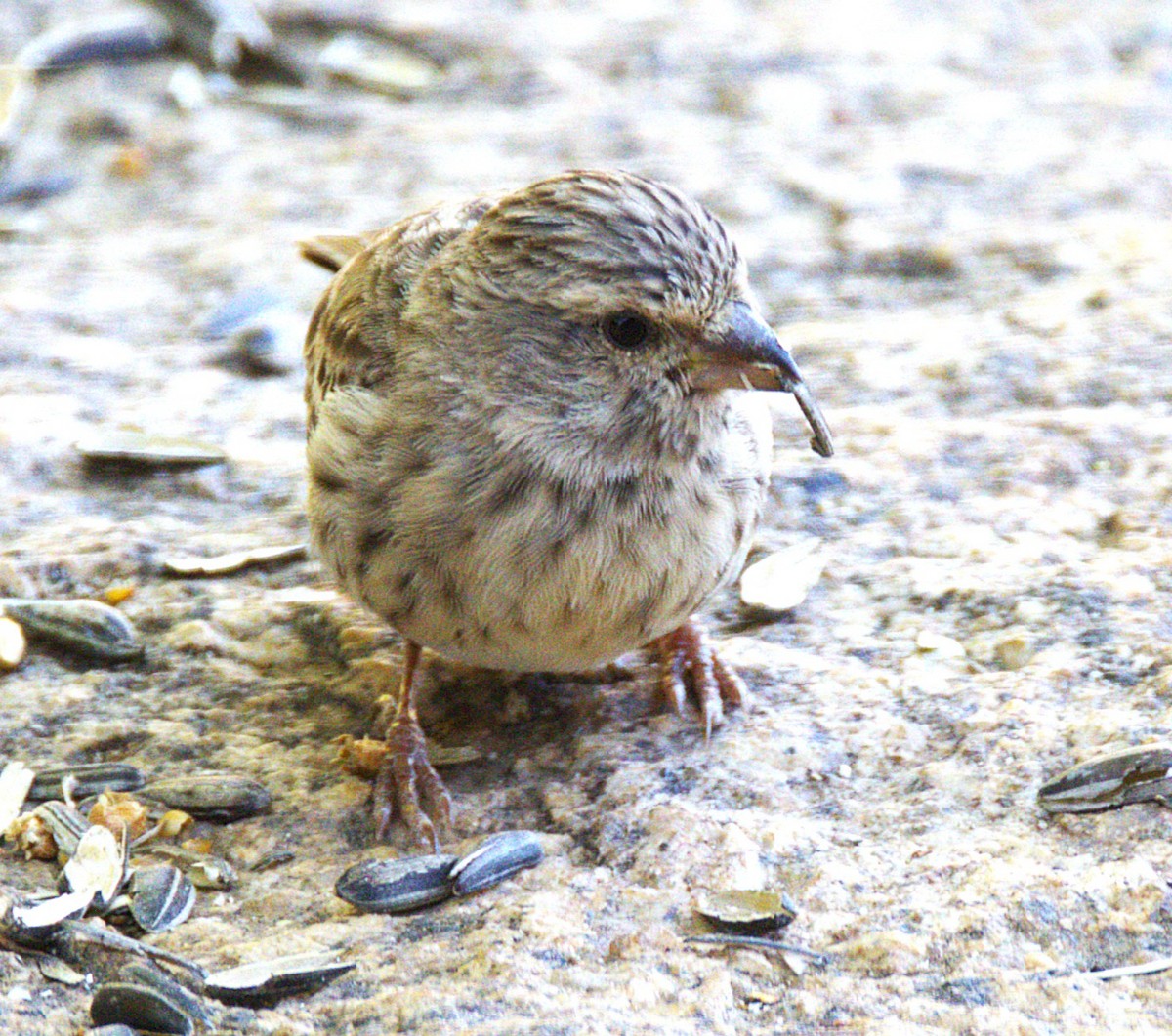 Black-throated Canary - ML631334537