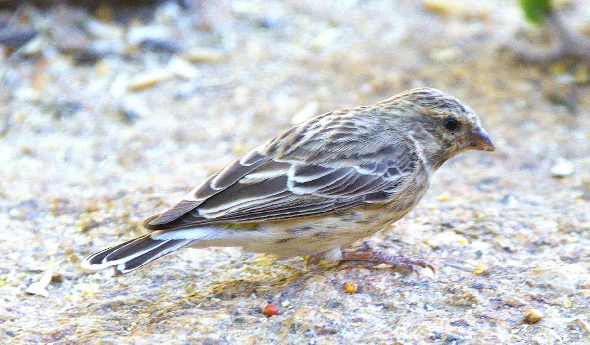 Black-throated Canary - ML631334538