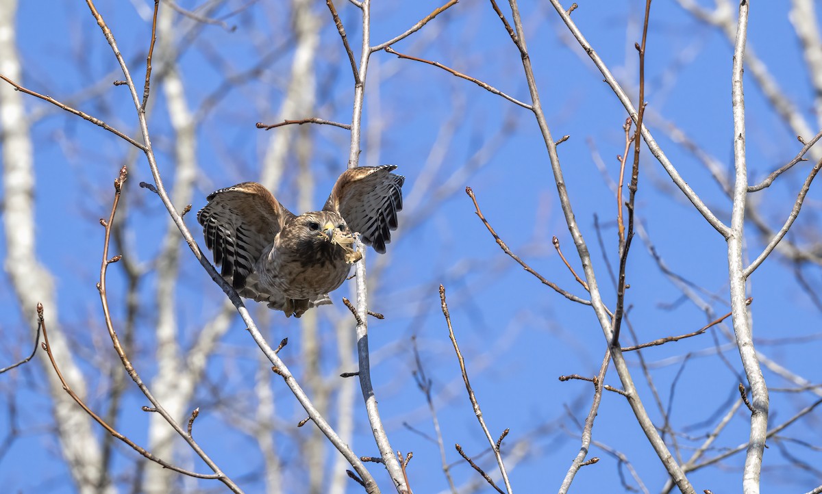 Red-shouldered Hawk - ML631334573
