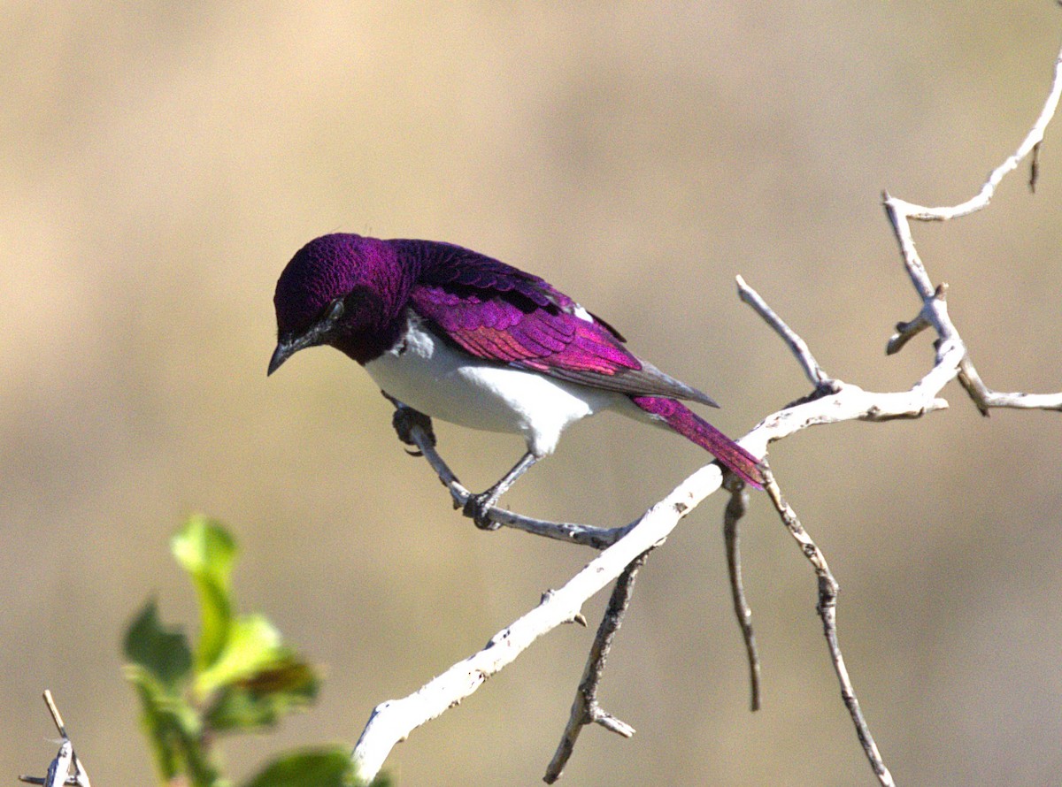 Violet-backed Starling - ML631334610