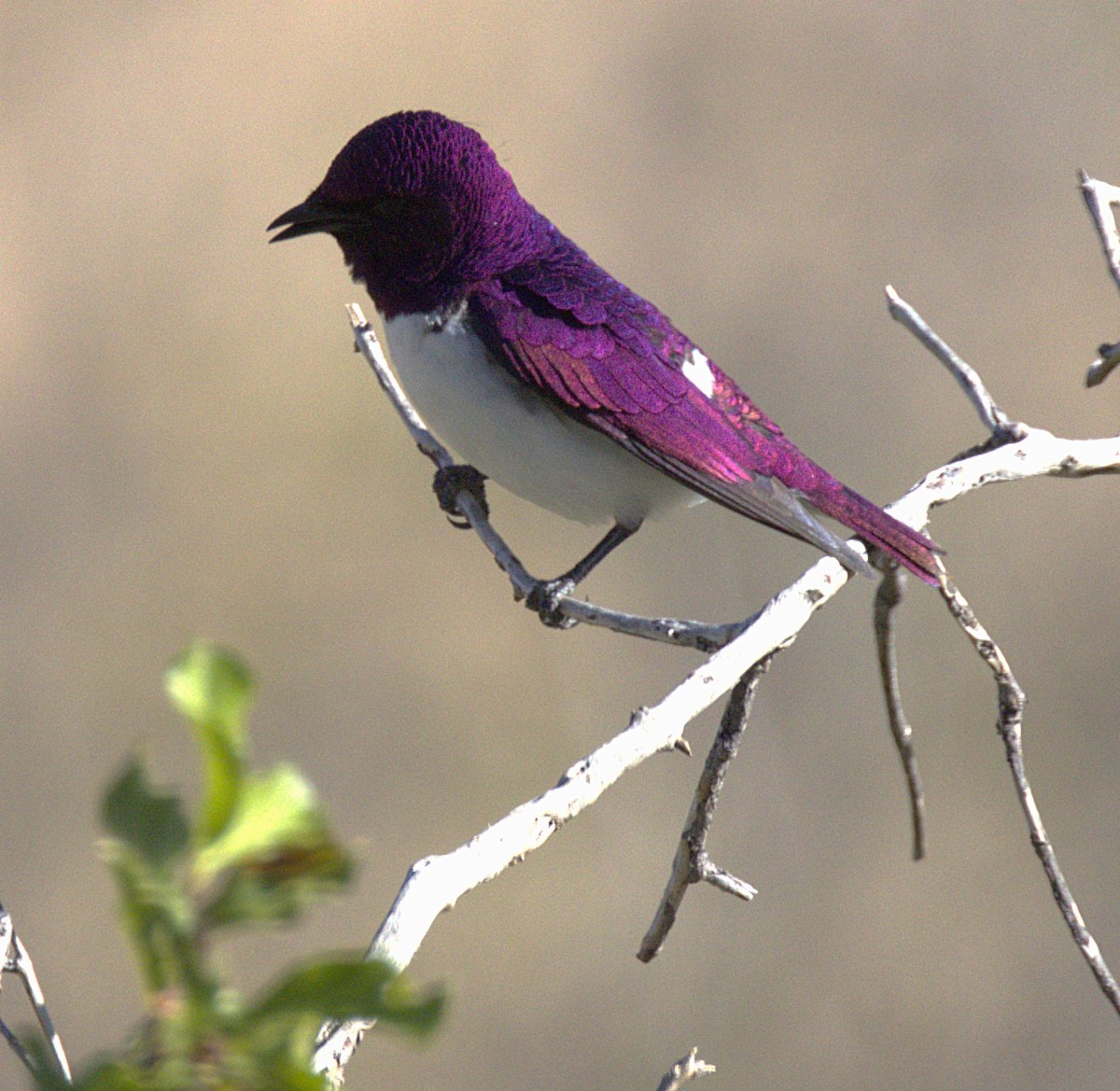 Violet-backed Starling - ML631334631