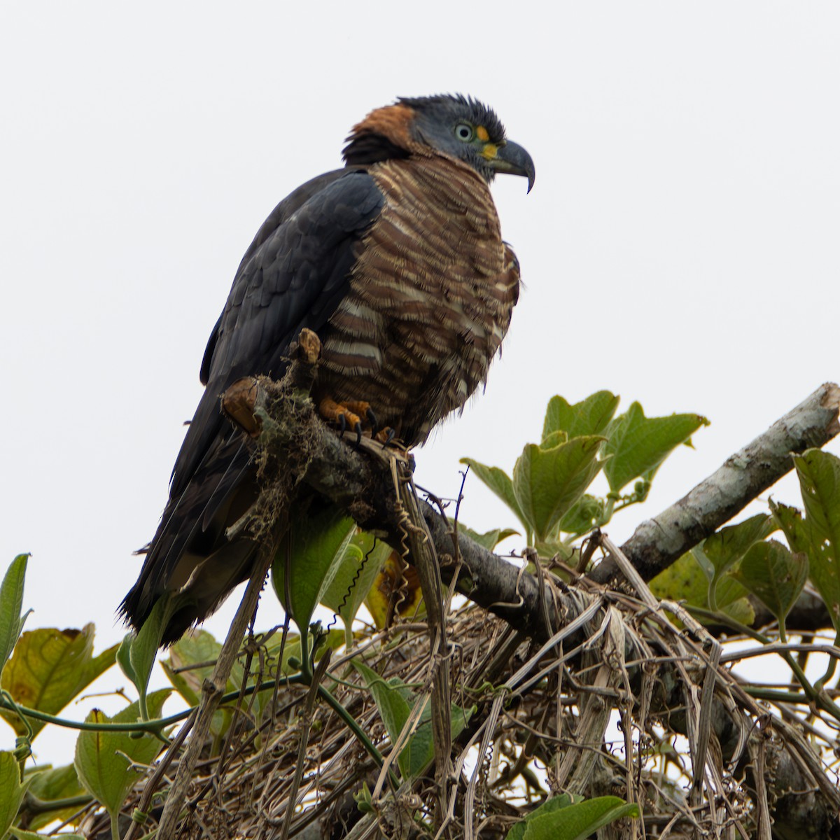 Hook-billed Kite (Hook-billed) - ML631334703